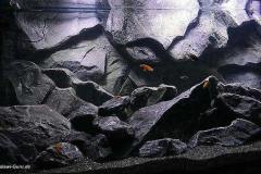 1470-Liter-Mbuna-Becken-Felszone-303