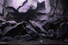 1470-Liter-Mbuna-Becken-Felszone-307