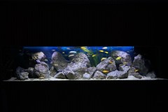 1500-Liter-Mbuna/Felszone-Aquarium