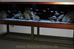 1680 Liter-Malawisee Aquarium