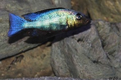 1680-Liter-Nonmbuna-104