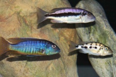 1680-Liter-Nonmbuna-109