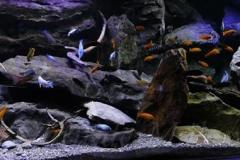 Mbuna-Felszone-1840-Liter-403