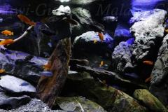 Mbuna-Felszone-1840-Liter-405