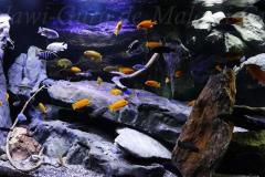 Mbuna-Felszone-1840-Liter-406