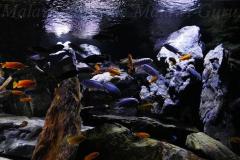 Mbuna-Felszone-1840-Liter-408