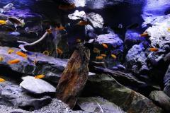 Mbuna-Felszone-1840-Liter-410
