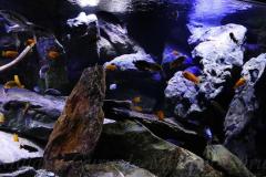 Mbuna-Felszone-1840-Liter-412