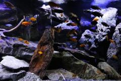 Mbuna-Felszone-1840-Liter-413