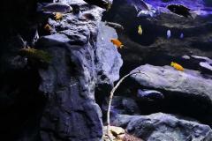 Mbuna-Felszone-1840-Liter-418