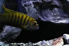 Mbuna-Felszone-1840-Liter-419
