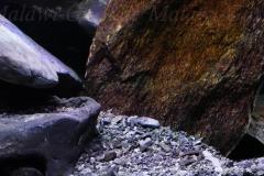 Mbuna-Felszone-1840-Liter-420