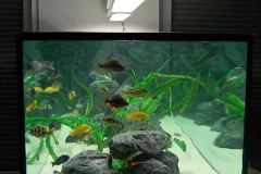 2118 Liter Becken Nonmbuna&Mbuna Mix