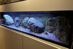 220-Liter-Mbuna-Aufzucht-Aquarium