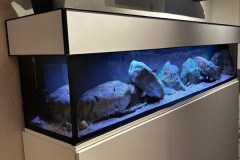 Mbuna-Aufzuchtbecken, 220 Liter