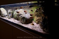 Mbuna-Aufzuchtbecken, 220 Liter