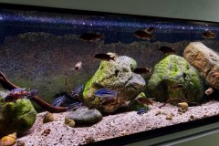 Mbuna-Aufzuchtbecken, 220 Liter