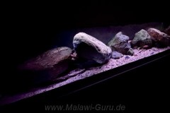 Mbuna-Aufzuchtbecken, 220 Liter