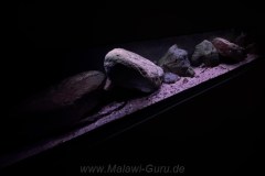 Mbuna-Aufzuchtbecken, 220 Liter