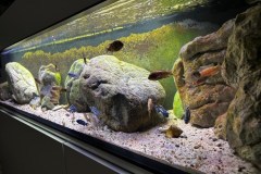 Mbuna-Aufzuchtbecken, 220 Liter