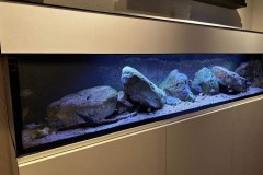 Mbuna-Aufzuchtbecken, 220 Liter