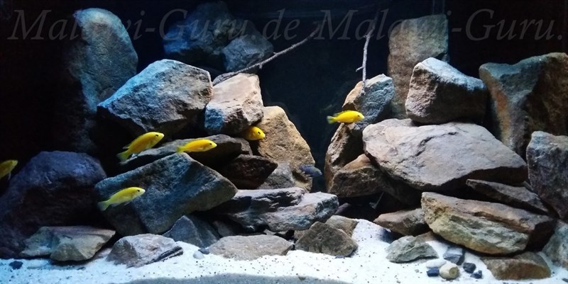 432-Liter-Mbuna-Malawisee-Aquarium-2