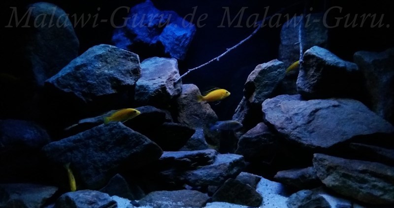 432-Liter-Mbuna-Malawisee-Aquarium-3