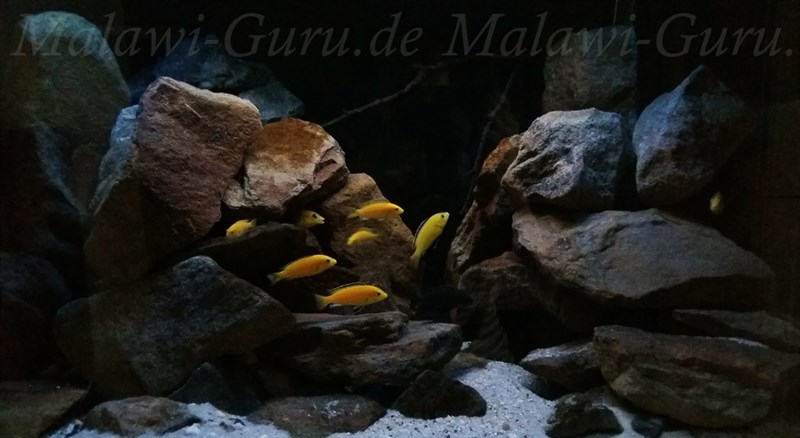 432-Liter-Mbuna-Malawisee-Aquarium-4