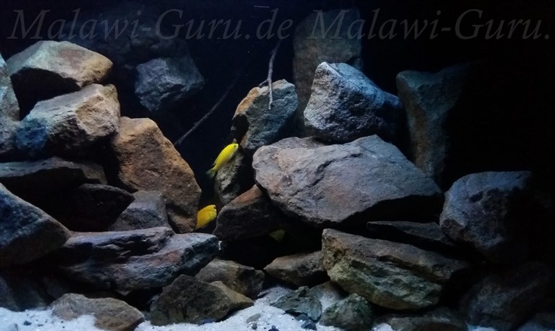 432-Liter-Mbuna-Malawisee-Aquarium-7