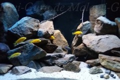 250-Liter-Mbuna-Felszone-Aquarium