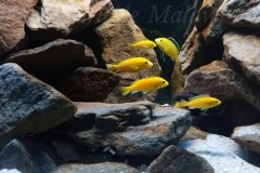 250 Liter Mbuna Aquarium