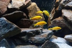 250-Liter-Mbuna-Felszone-102