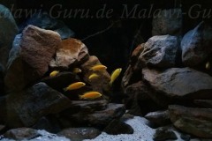 250-Liter-Mbuna-Felszone-103