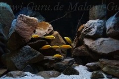 250-Liter-Mbuna-Felszone-104