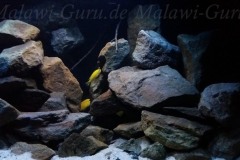 250-Liter-Mbuna-Felszone-105