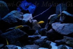 250-Liter-Mbuna-Felszone-106