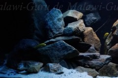 432-Liter-Mbuna-Malawisee-Aquarium-1