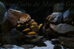 432-Liter-Mbuna-Malawisee-Aquarium-4