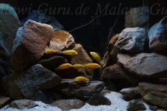 432-Liter-Mbuna-Malawisee-Aquarium-6