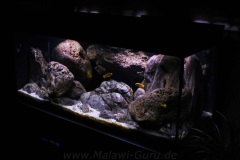 300 Liter Artenbecken-Mbuna