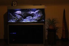 300-Liter-Mbuna/Felszone-Aquarium