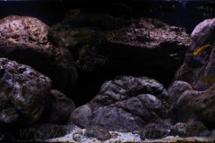 300-Liter-Chindongo-saulosi-Artenbecken-101