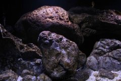 300-Liter-Chindongo-saulosi-Artenbecken-105