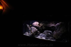 300-Liter-Chindongo-saulosi-Artenbecken-90