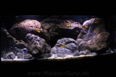 300-Liter-Chindongo-saulosi-Artenbecken-95