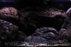 300-Liter-Chindongo-saulosi-Artenbecken-96
