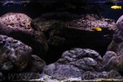 300-Liter-Chindongo-saulosi-Artenbecken-97