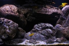 300-Liter-Chindongo-saulosi-Artenbecken-99