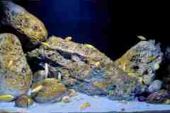 Aquarium-Mbuna-Yellows-300-Liter-400