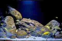 Aquarium-Mbuna-Yellows-300-Liter-401